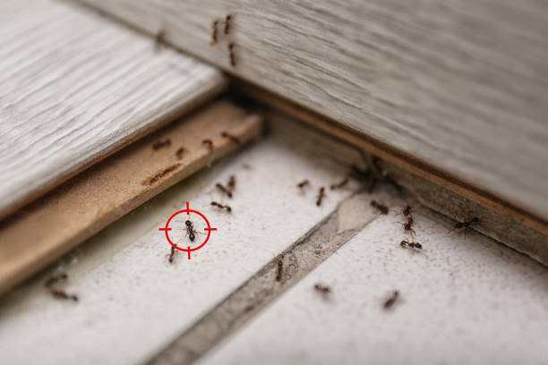 Best Wasp Removal Services  in Brooklyn, IN